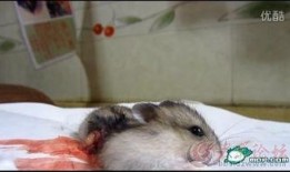 最新爆料老鼠视频下载,最新老鼠视频下载事件引发热议