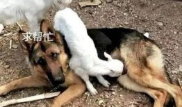 最新爆料小羊崽,揭秘娱乐圈背后的惊人真相！