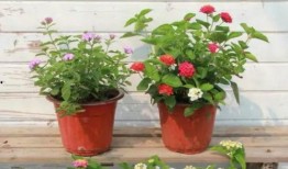 最新高校爆料新闻视频大全,揭秘校园热点事件与幕后真相